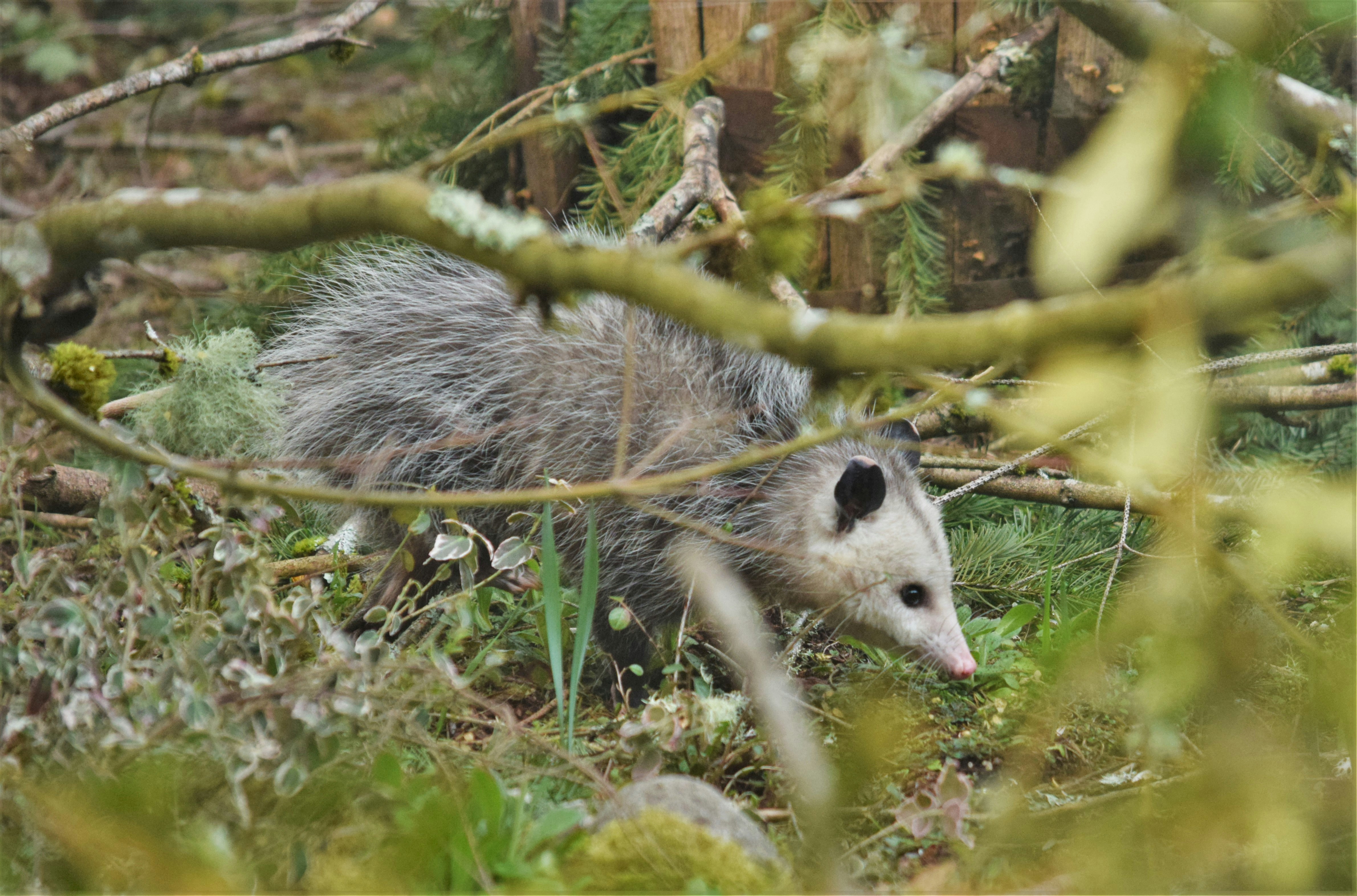 Opossum found under deck in Georgetown TX neighborhood