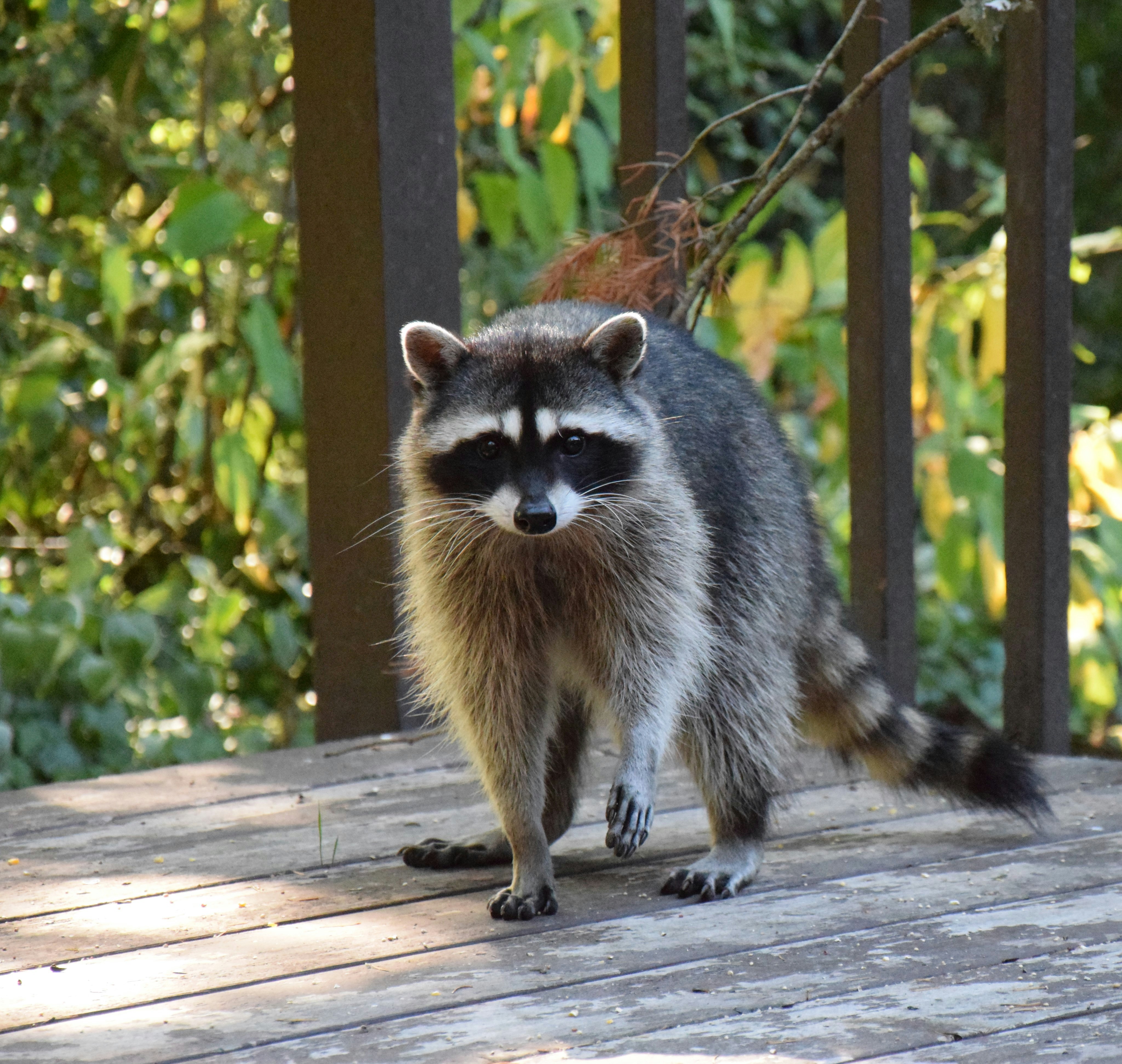 Raccoon damage and entry point in Georgetown TX attic