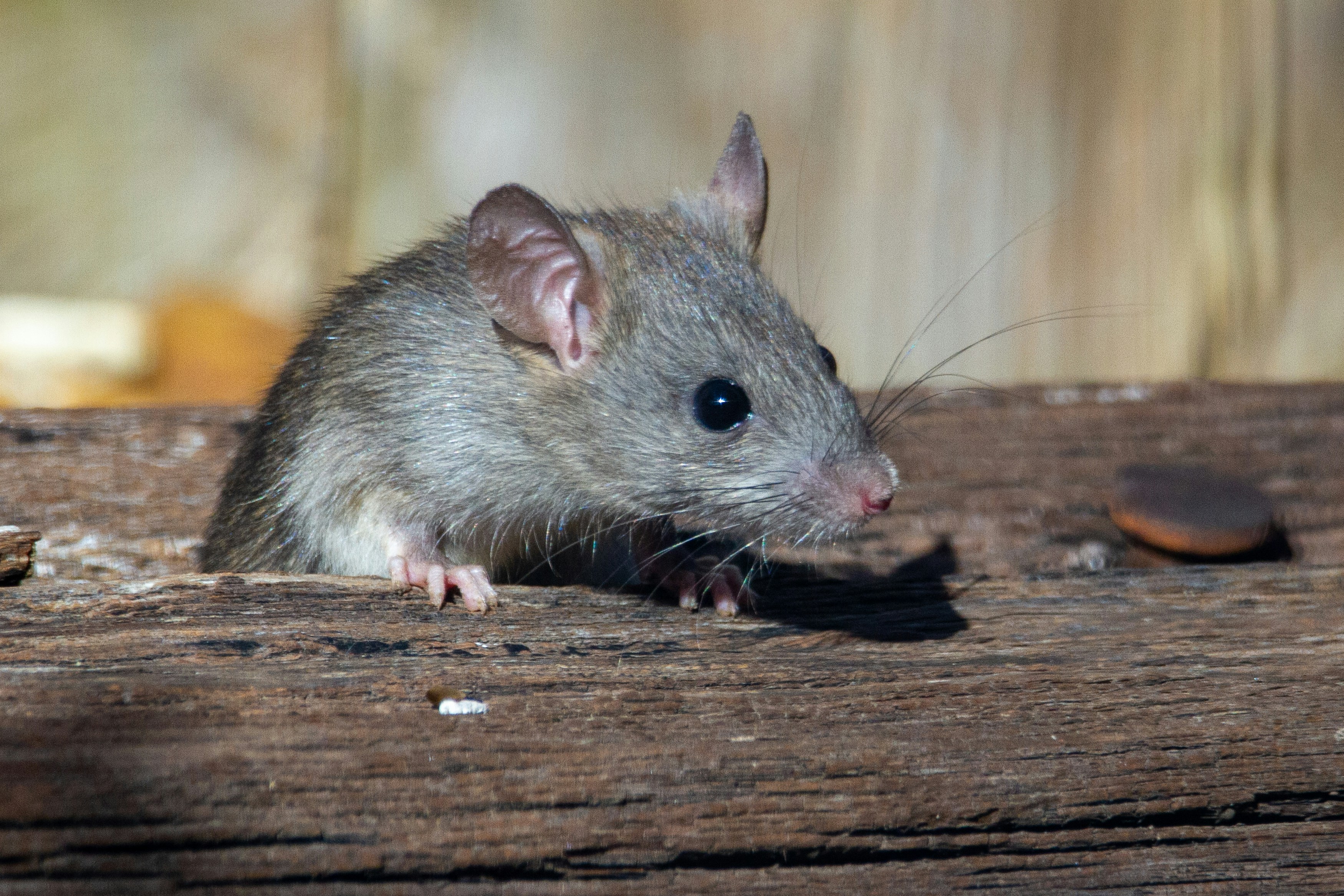 Rat and rodent removal in Georgetown TX