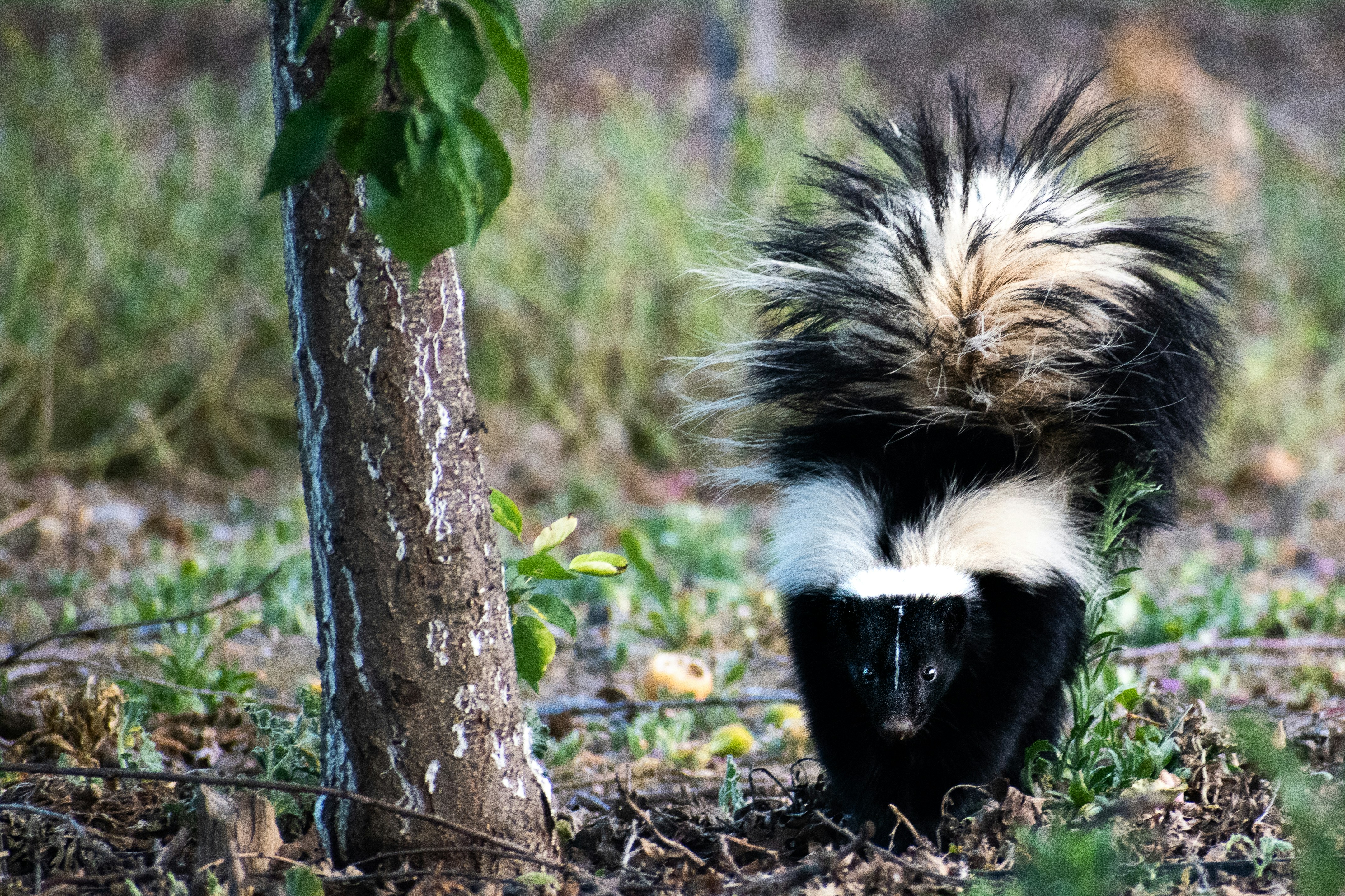 Skunk near Georgetown TX home foundation