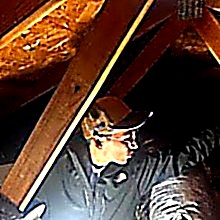 Luke inspecting an attic in Georgetown TX