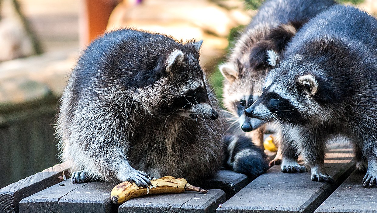 Raccoon removal in Georgetown and Austin TX
