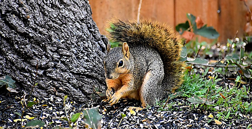 Squirrel removal and exclusion in Austin TX